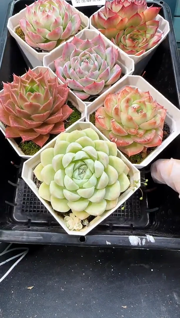 3 490   多肉 6  颗