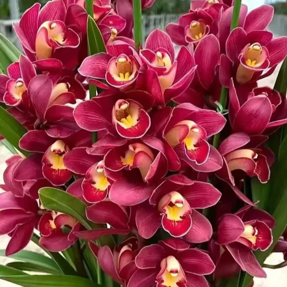 桌面大红袍大花蕙兰 4枝 微瑕 完美主义勿拍