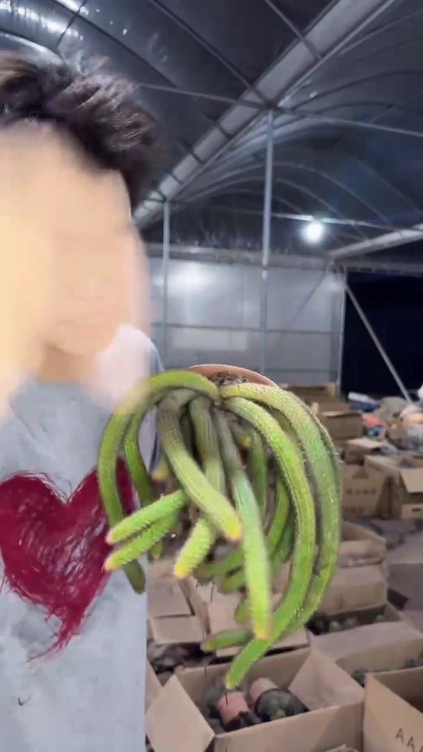 多头 垂钓金妞【带根】