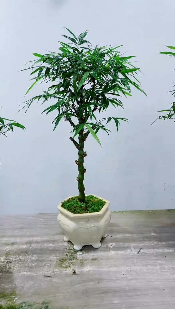 【闪购商品】竹子盆景竹子盆景