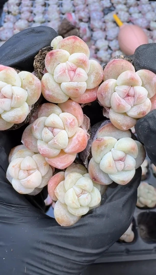 【闪购商品】02号到手（7）棵-江北多肉