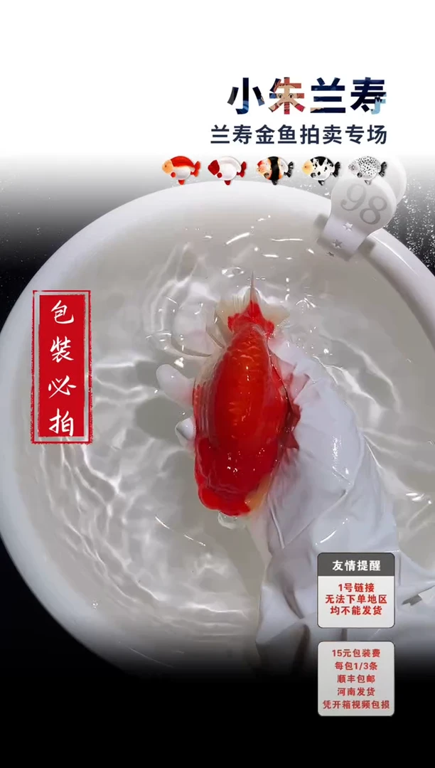 金鱼包装必拍未拍顺丰到付98号