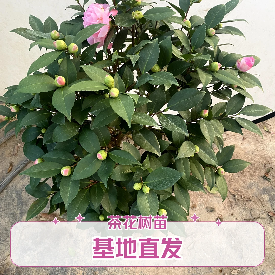 带花苞香妃茶花树苗70到80公分好养殖适合室内外种植