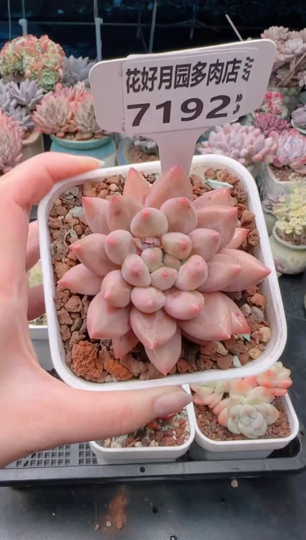 【闪购商品】7192.水晶球