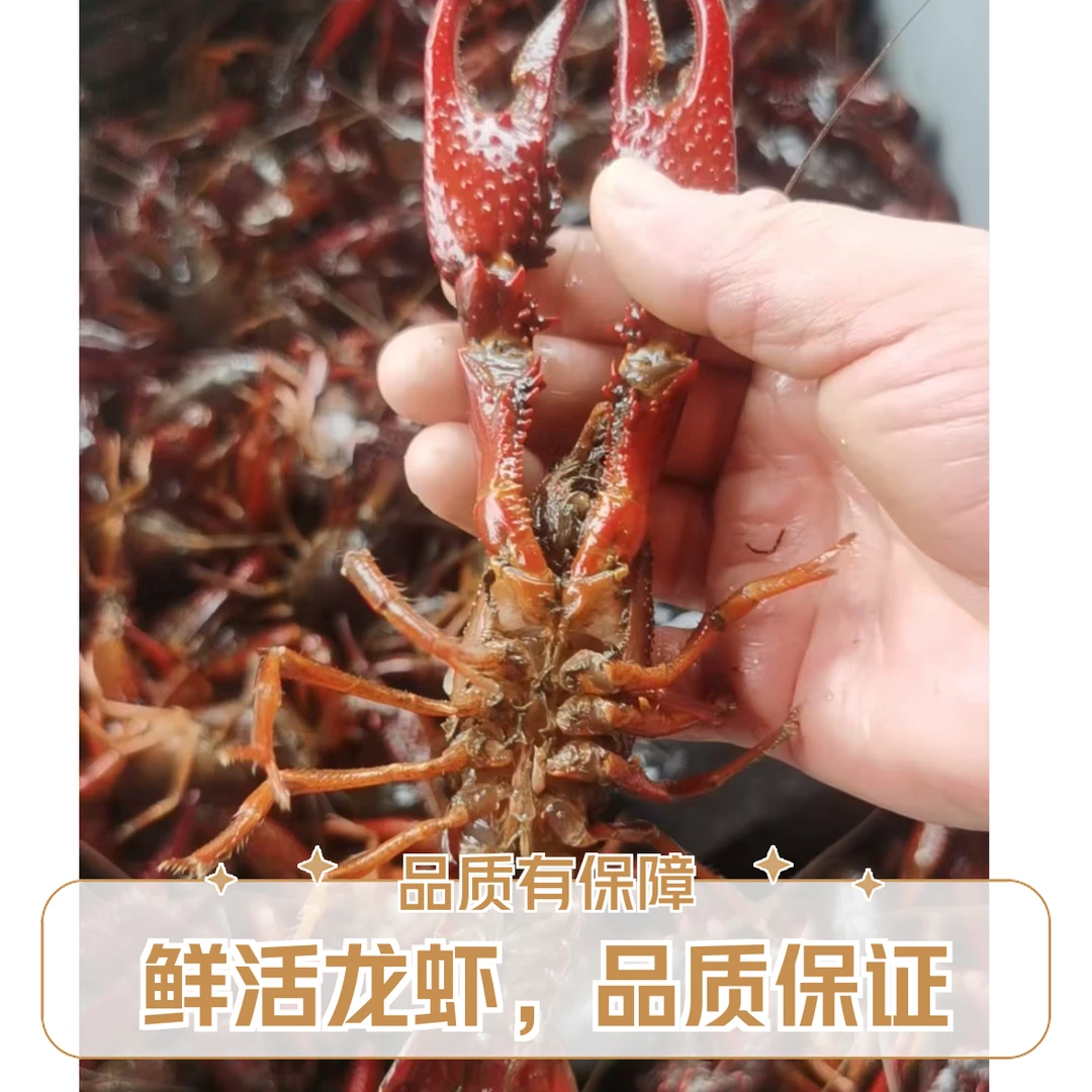 满肉鲜活小龙虾（大虾一斤）可处理剪头下单备注