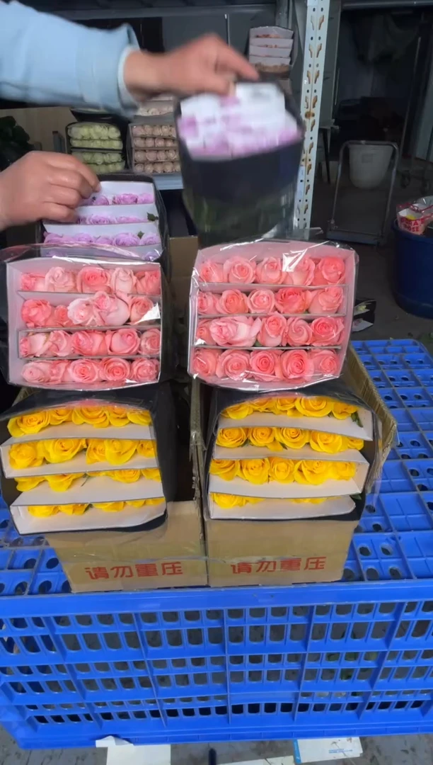 契机20枝+海洋之歌20枝+戴安娜20枝