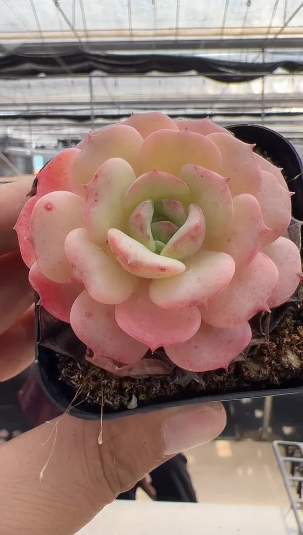 【闪购商品】新款多肉-165