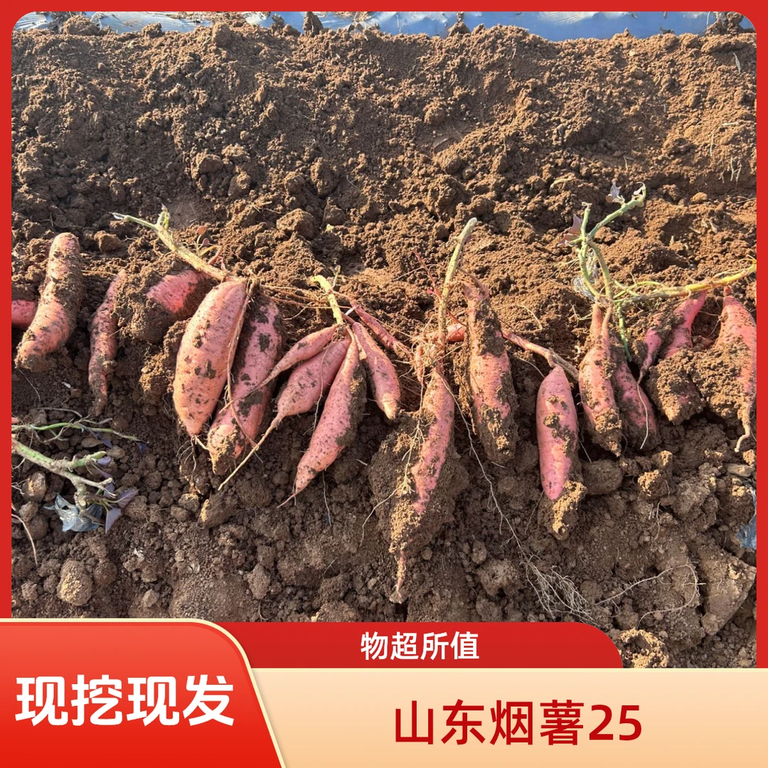 ［1949专属］山东烟薯25现挖现发烤红薯产地直发