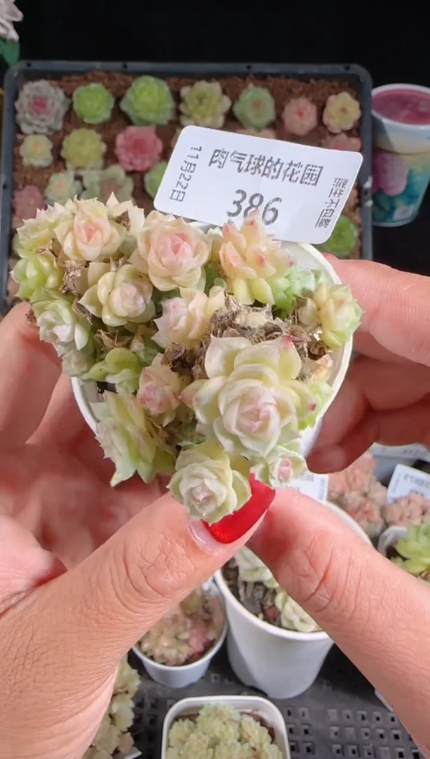 1122-386群生不包整