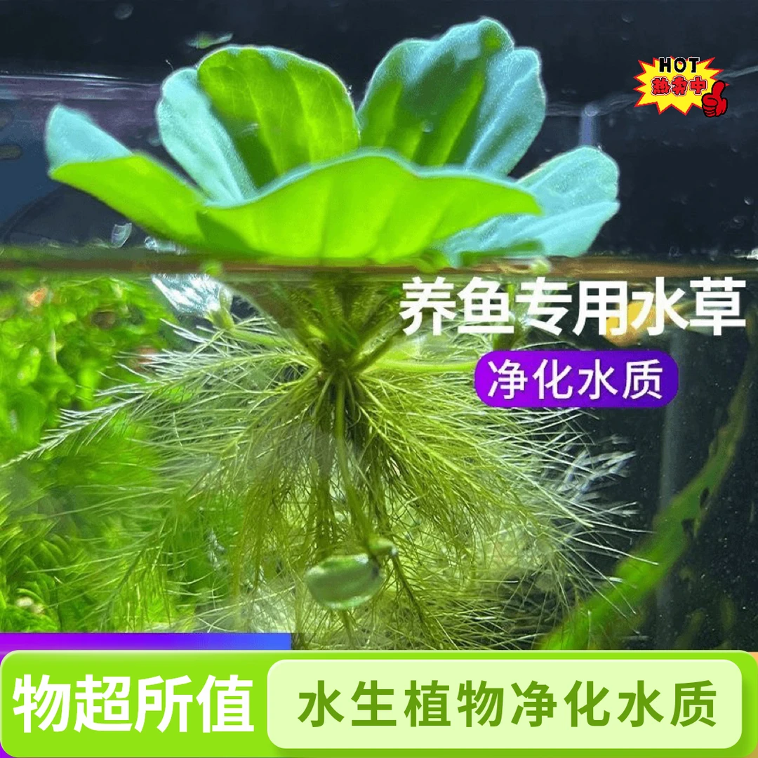 浮萍水芙蓉水草水面植物造景净化水质水生水培养鱼缸池塘庭院水养