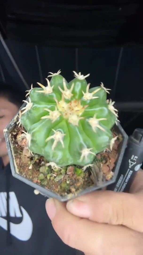 2-9号         25.99