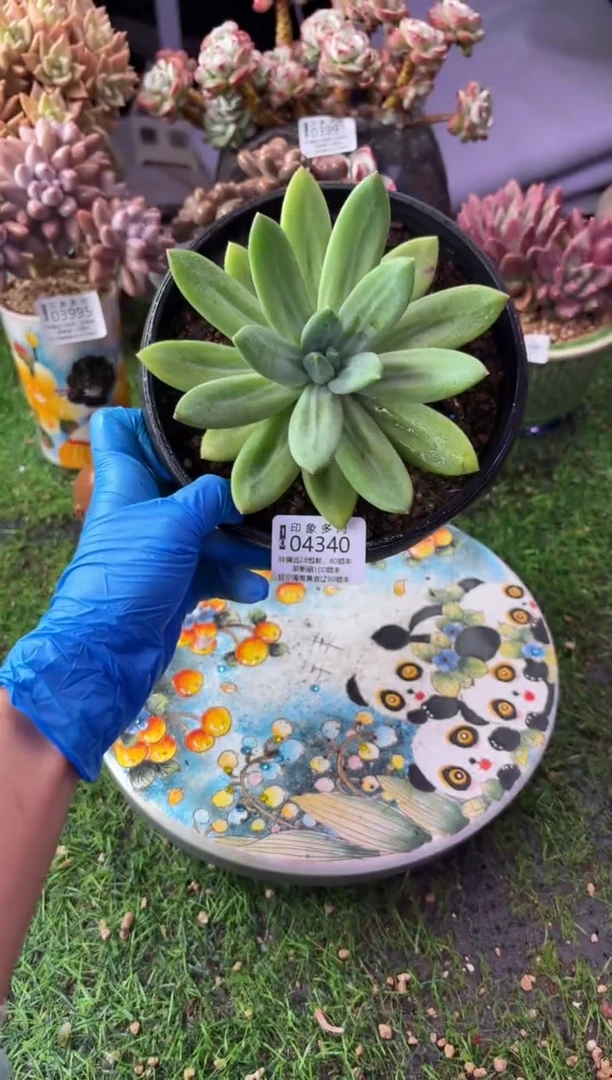 昆明印象多肉04340