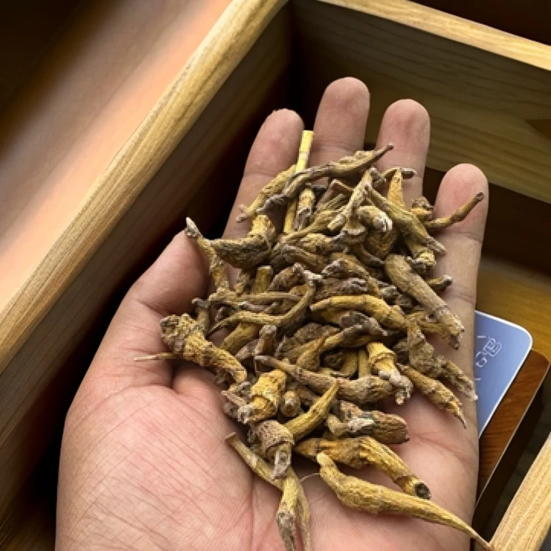 【虎牙石斛】原始森林石斛