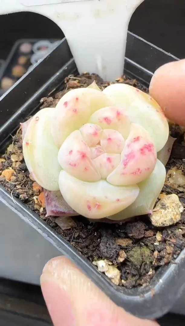 【闪购商品】一物一拍0115—470