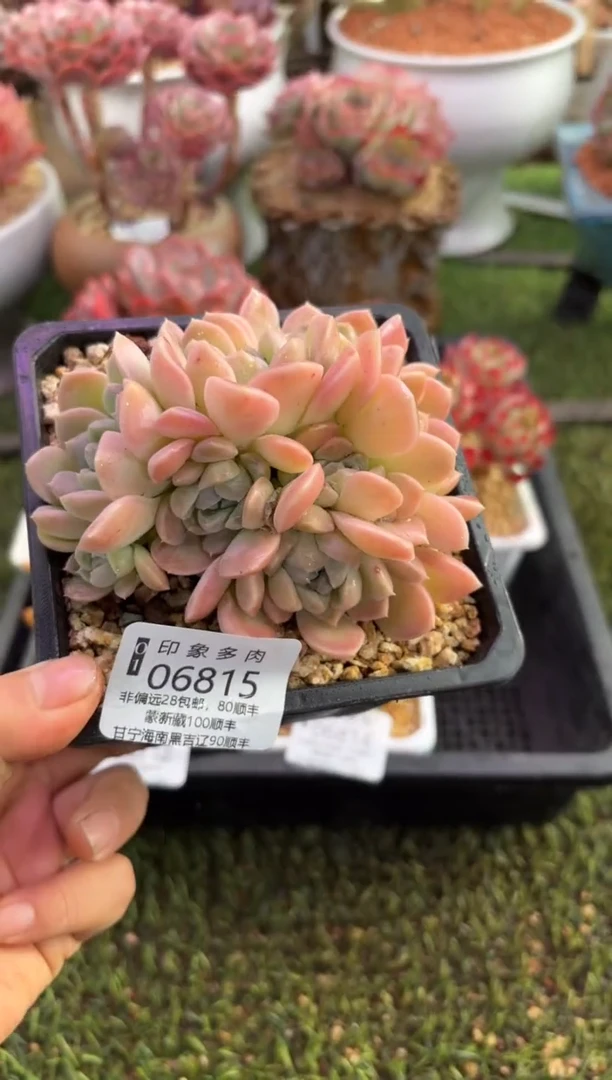 【闪购商品】06815