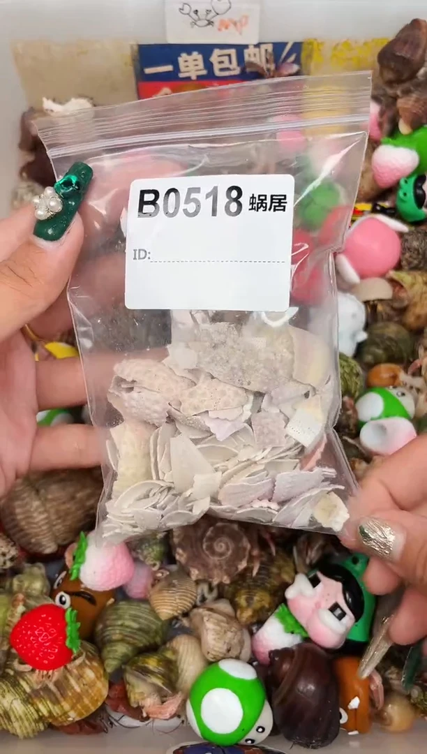 陌派甄选寄居蟹0518