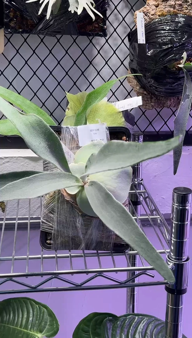 细叶银鹿 大侧芽