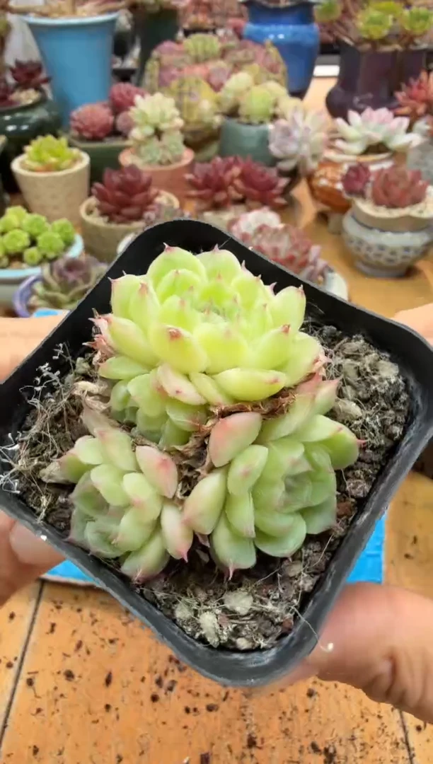 东云多肉园二店-428