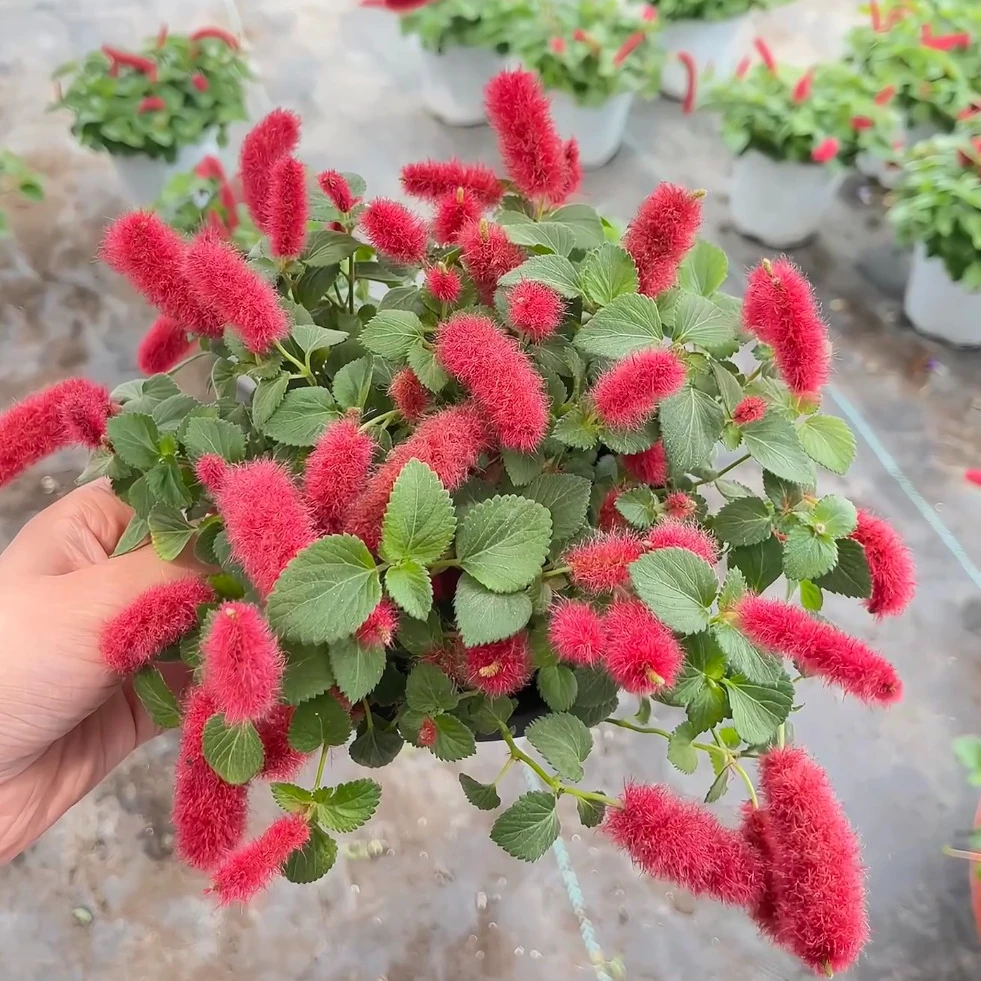 红樱吊兰岁岁红盆栽花卉植物室内外盆栽耐热耐寒易养护老桩