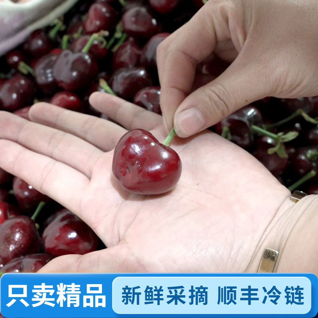 【美早果王】绛县史村樱桃现摘现发果园直邮坏果包赔空运3-5斤JJ起