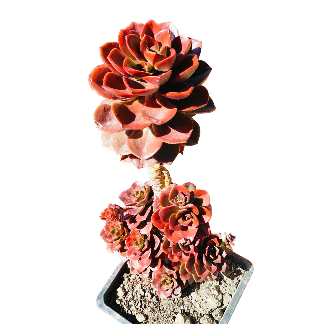 精品多肉   精致玫瑰巧克力