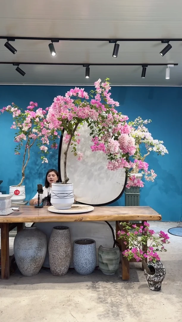 全部花朵漳红樱三角梅