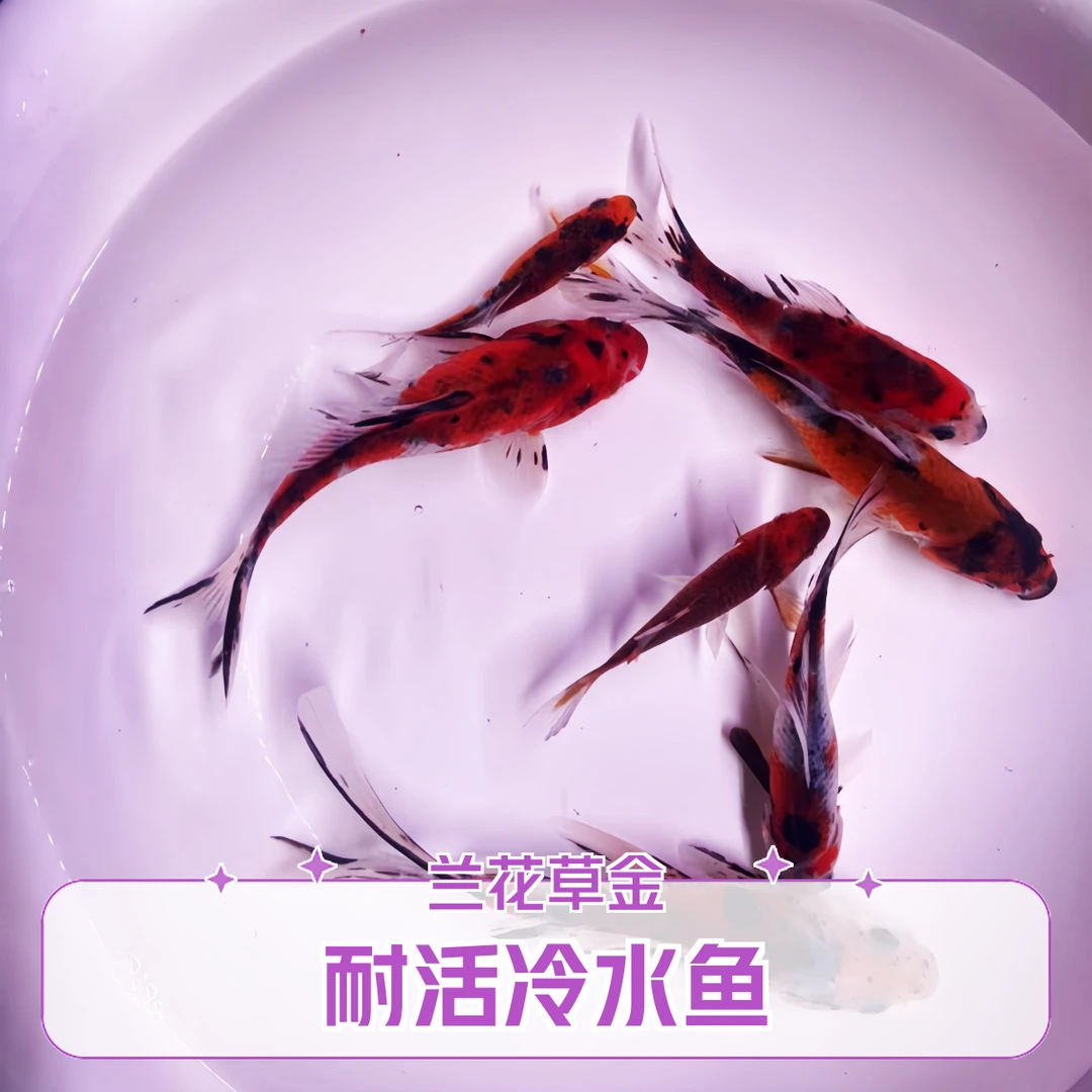 耐活小型鱼水墨兰花草金锦鲤冷水观赏鱼淡水鱼锦鲫混养锦鲤