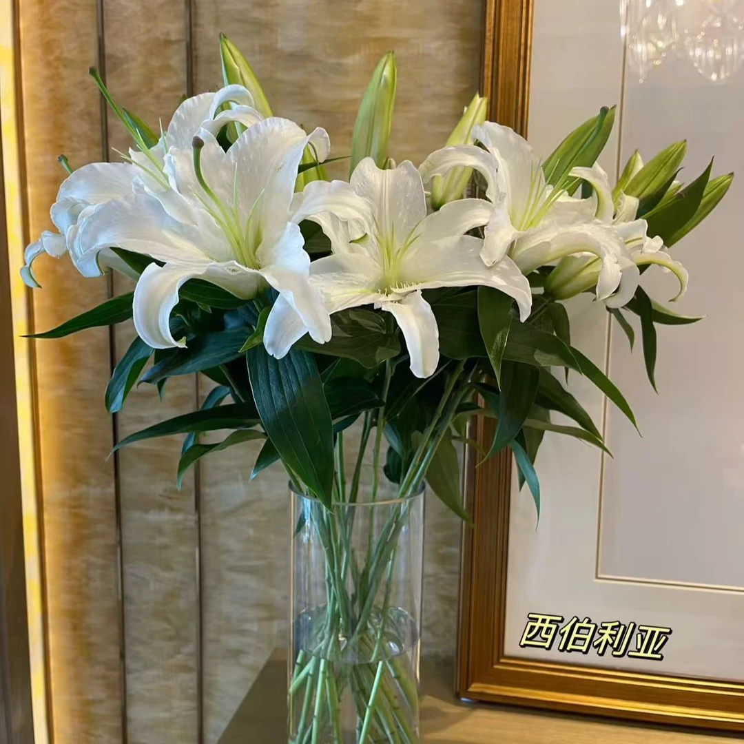 【白色百合5支】香水百合  两单包邮