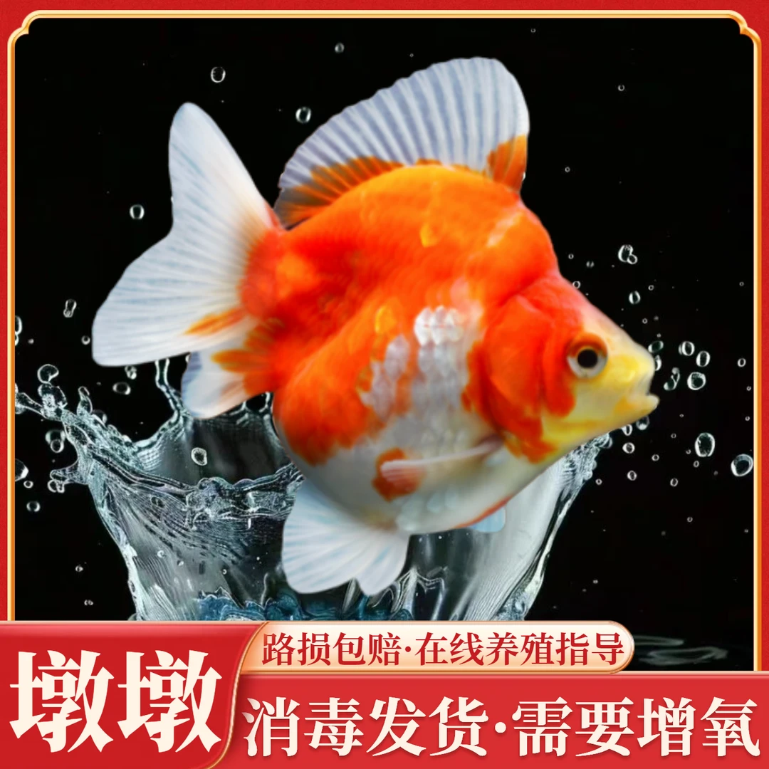 鎏金金鱼观赏鱼高背长短尾五花红白樱花冷水淡水鱼好养耐活小型鱼