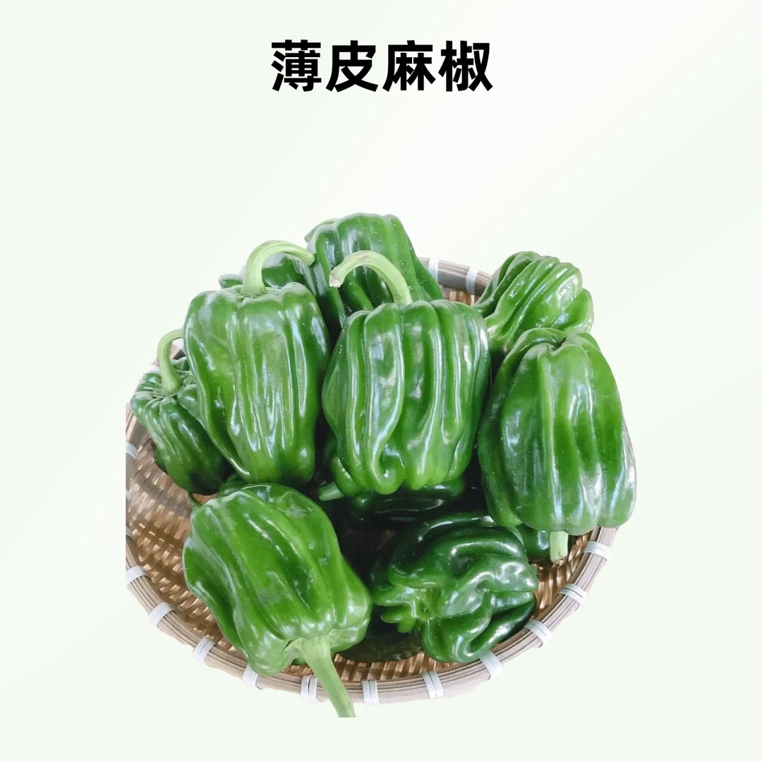 精品薄皮麻椒（份）约300g-350g/份新鲜辣椒
