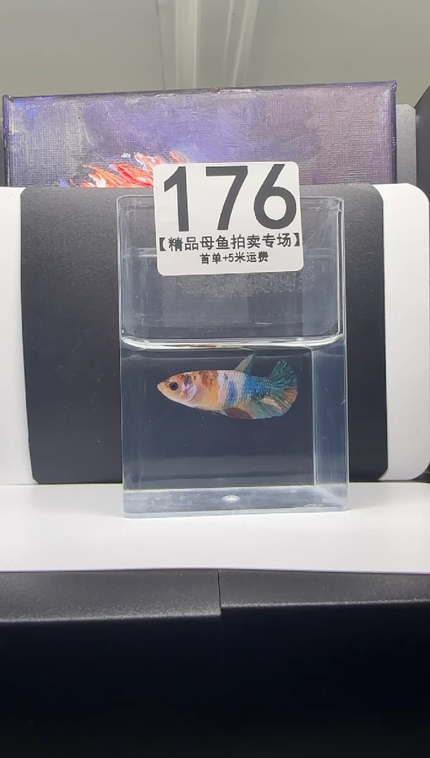 斗鱼母鱼编号：176