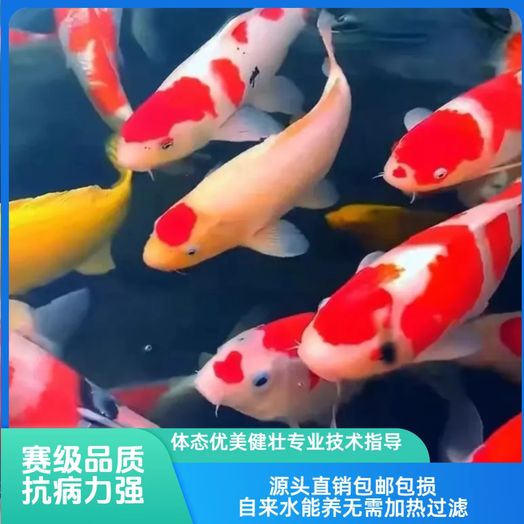 9条7-9公分赛级日系血统锦鲤鱼好养混搭活体包邮发货