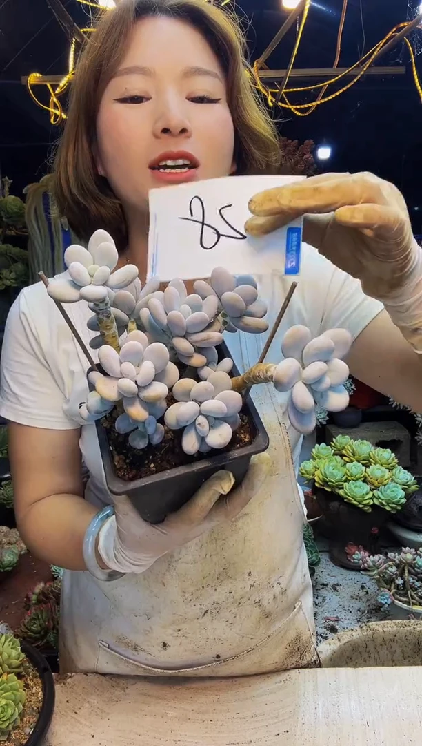 28号一物一拍脱土包邮