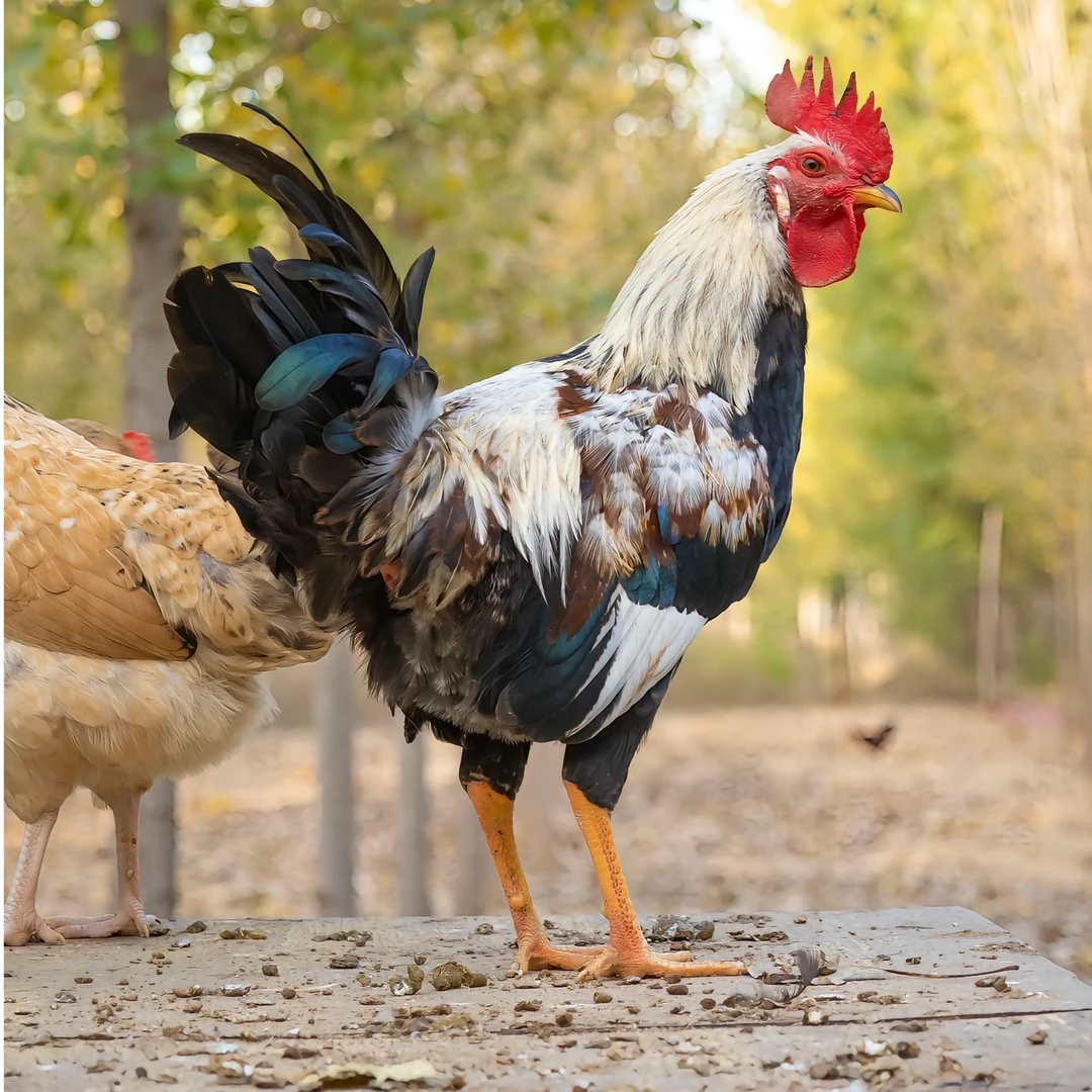 正在开产五颜六色的花羽花柴宠物鸡2.5斤发货包邮