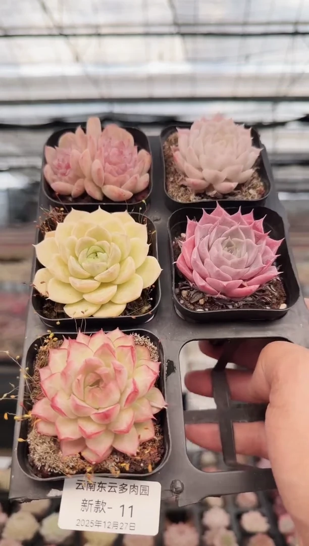 东云多肉园新款-11