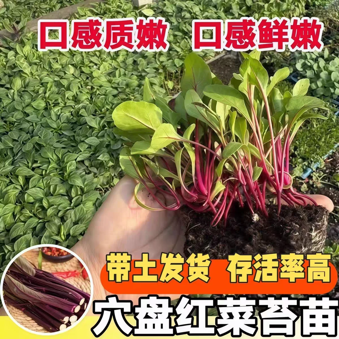 各种蔬菜苗带土球发货基地直发阳台种植的蔬菜苗