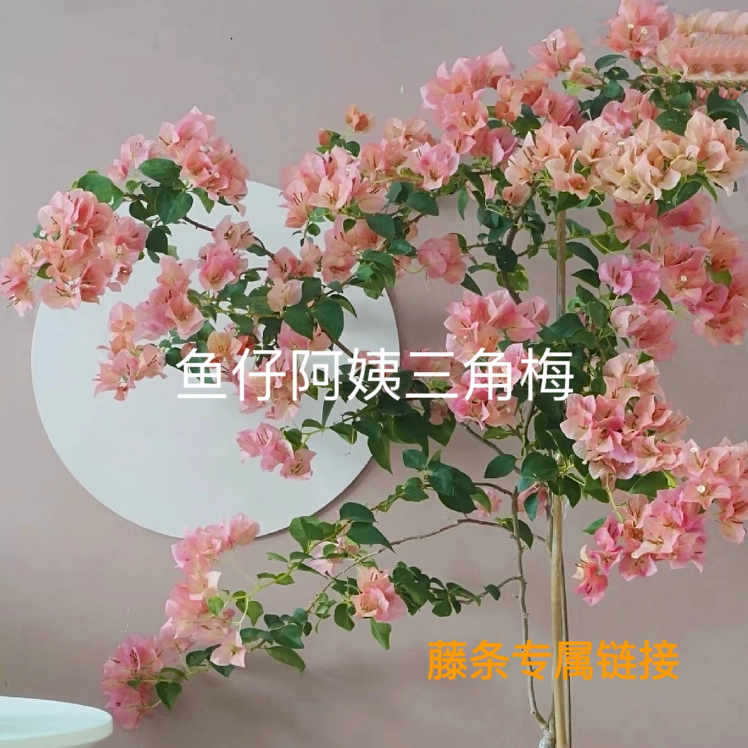【藤条】三角梅四季勤花爬藤庭院绿植
