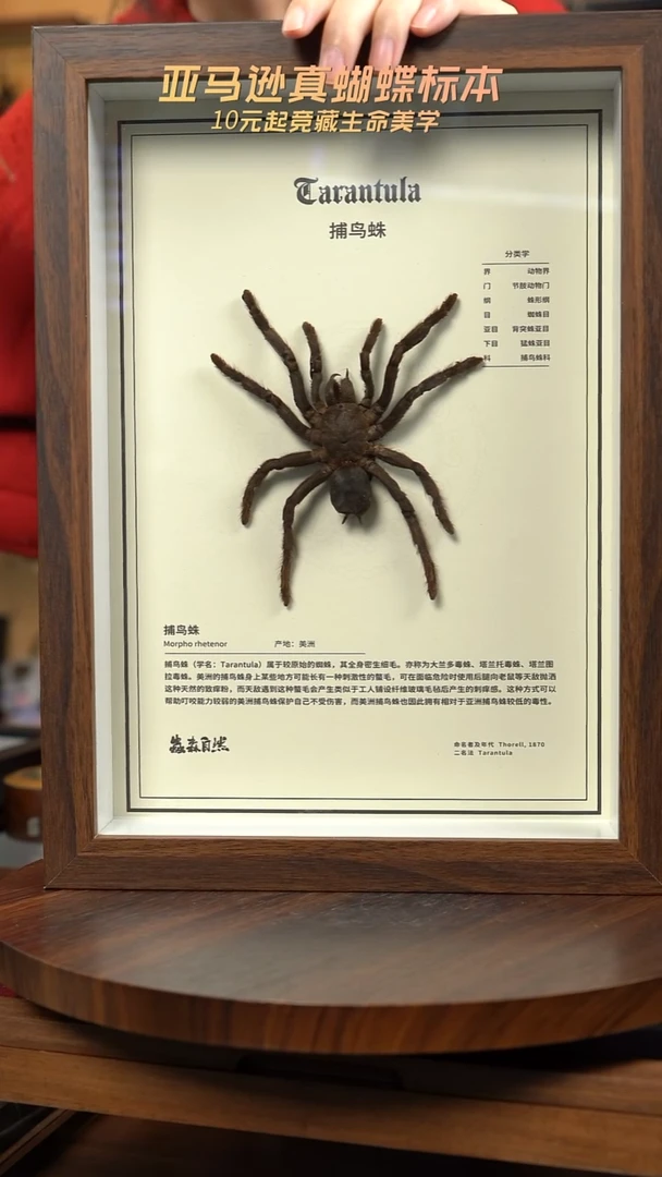 巨型蜘蛛标本A4复古框