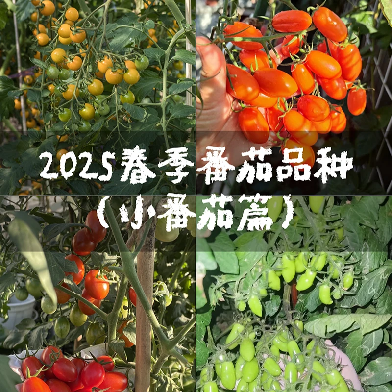 2025春播小番茄系列种子