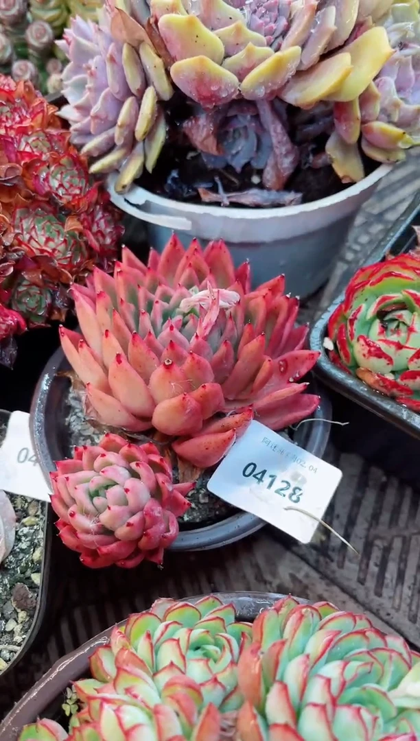 【闪购商品】04128