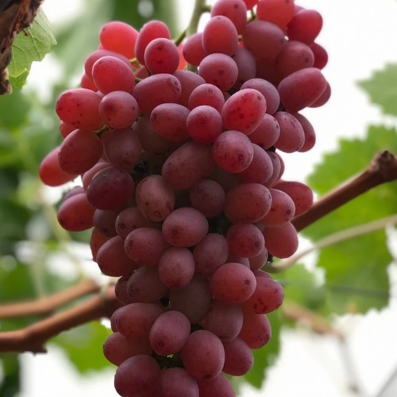 uruksiz kilinsun 乌鲁木齐发货新疆包邮2年苗