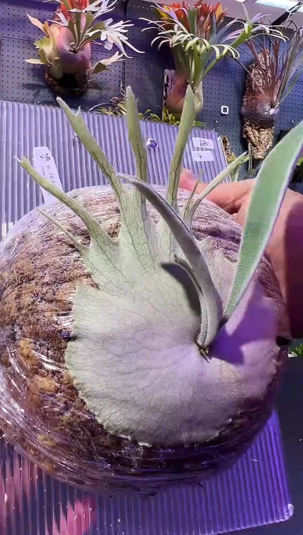 完全开放AR *F 银 混播苗 4号