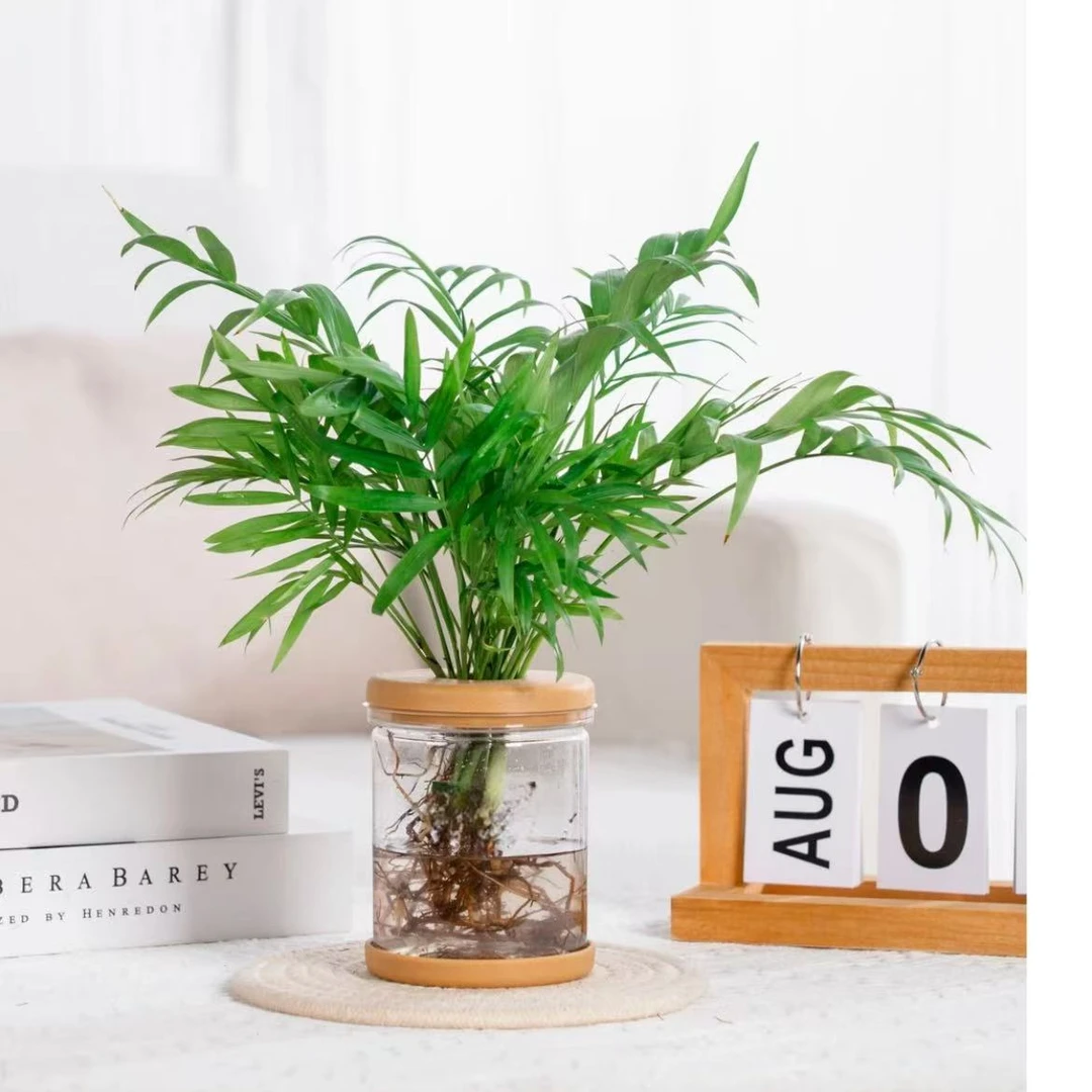 椰子盆栽鲜活绿植室内花卉盆景办公室摆件四季常青好养活盆栽