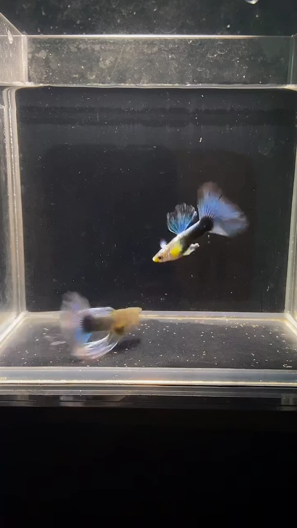 孔雀鱼蓝礼服绣球4