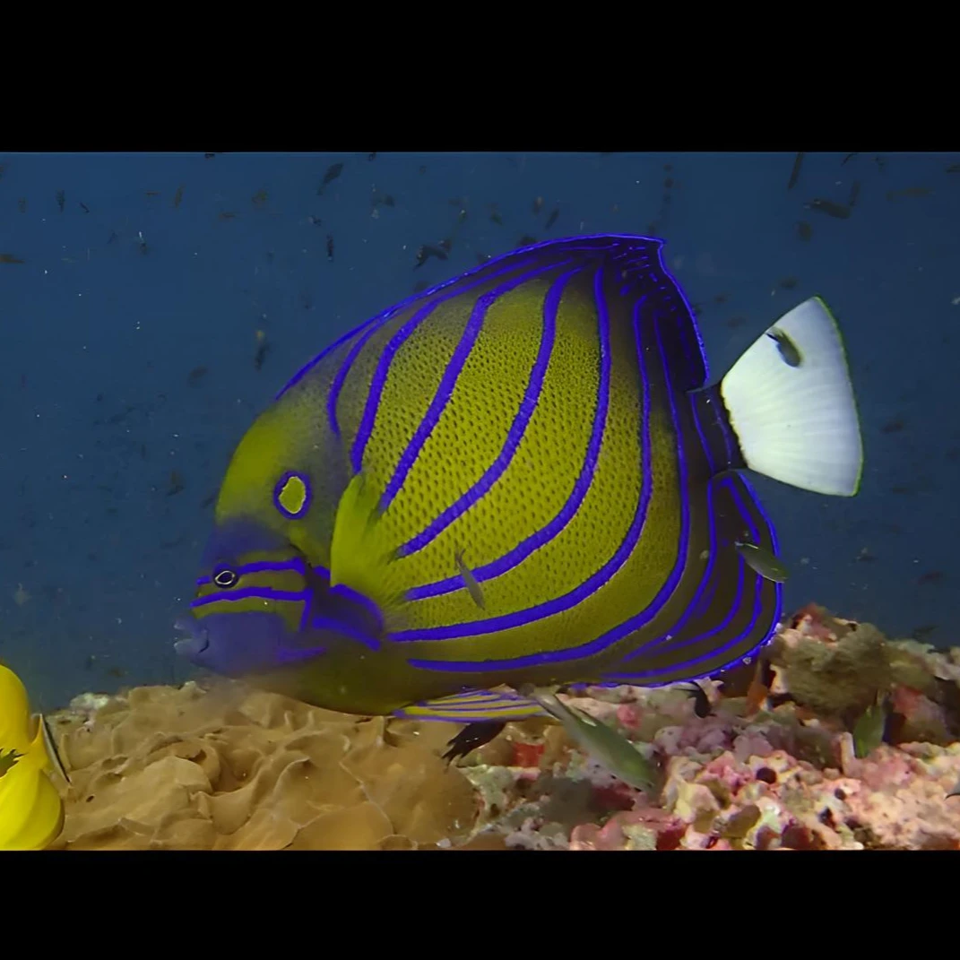 白尾蓝环海水鱼观赏鱼售后拍开箱视频（免包装费）