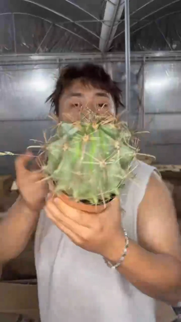 实生根 大号 雎鸠玉 11-15cm