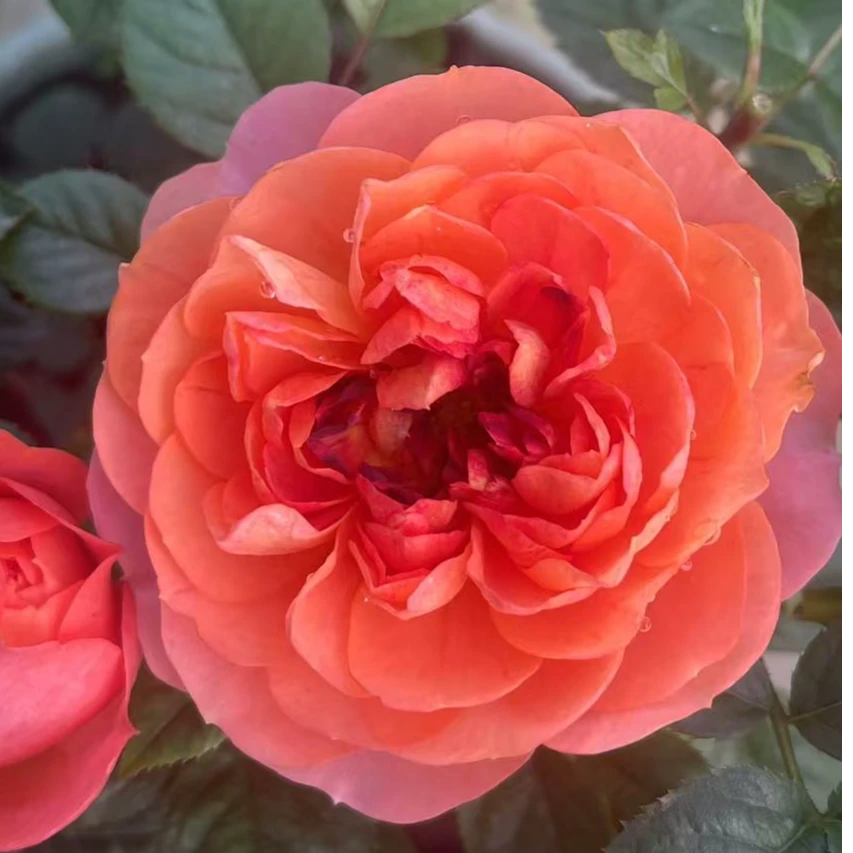 火莲果汁 果汁芽变品种灌木浓香开花机器