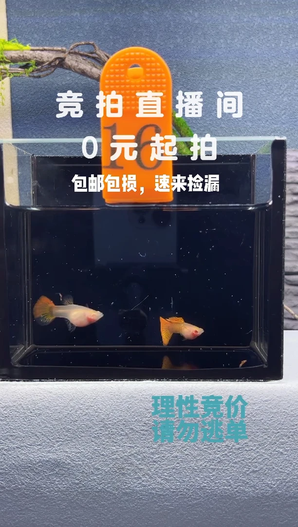 孔雀鱼红龙白子玻璃短体带胎一对编号