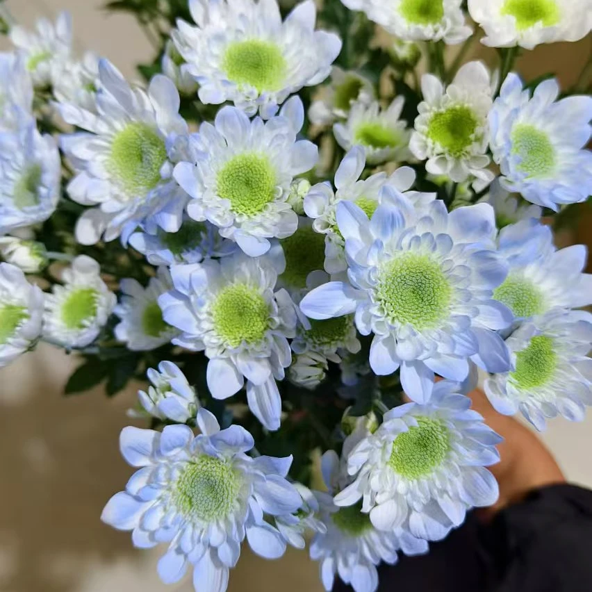 【顺丰发货】碎冰蓝雏菊鲜花1-4单一个运费自选品种