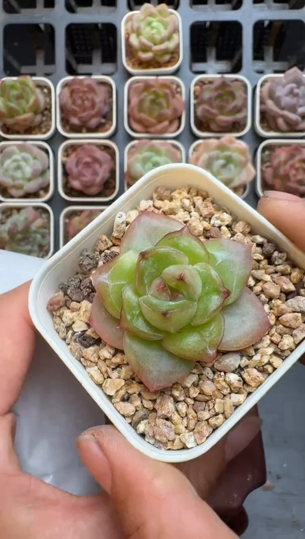 192R脱土发 当场拍3颗以上包柚 多肉植物 一物一拍